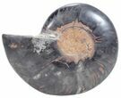 Split Black/Orange Ammonite (Half) - Unusual Coloration #55654-1